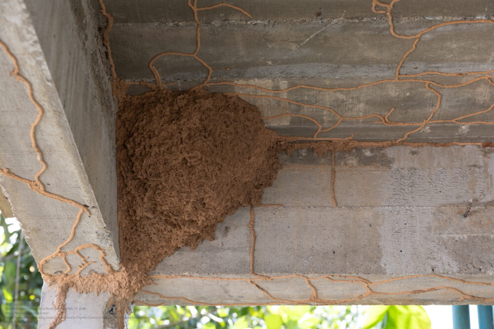 Termite Control near me North Richland Hills TX