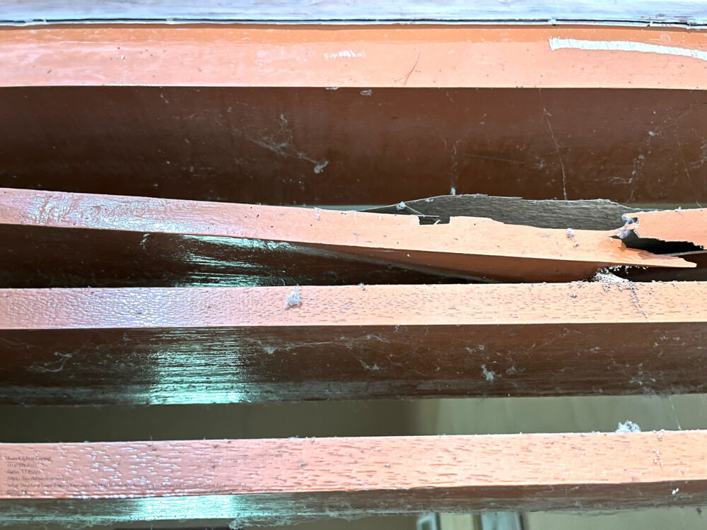 Termite Control near me Dallas TX
