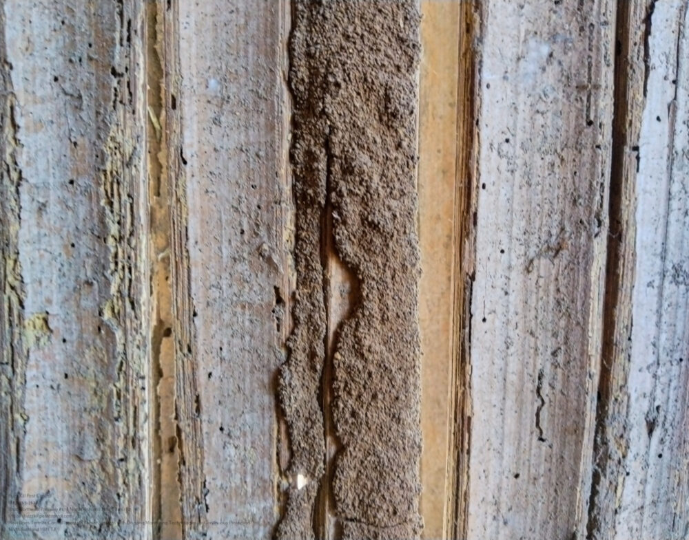 Termite Control near me North Richland Hills TX