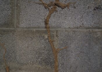 Expert New Construction Termite Treatment