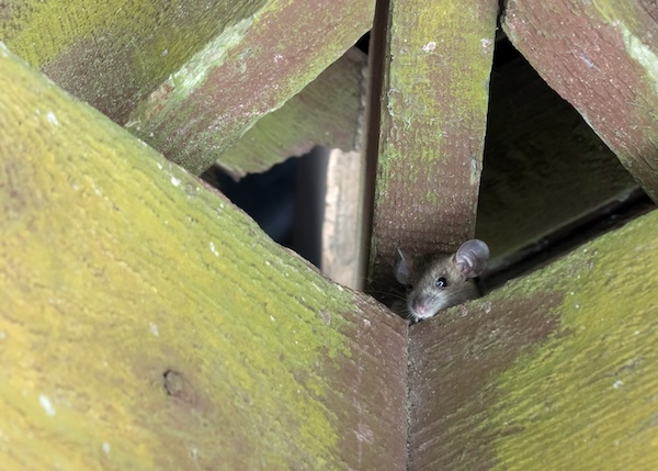 Expert Residential Rodent Control By Buzz Kill Pest Control In Fort Worth