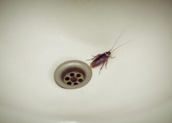 Exterminator Project By Buzz Kill Pest Control Near Me Alliance Tx