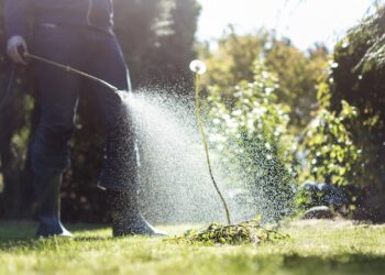 Local Pest Control Project By Buzz Kill Pest Control In North Fort Worth Tx