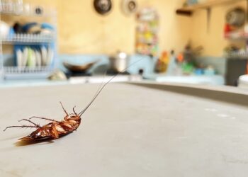 Local Pest Control Project By Buzz Kill Pest Control In Saginaw Tx