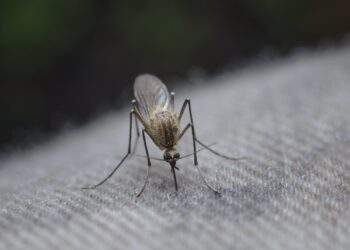 Mosquito Control Project By Buzz Kill Pest Control In Alliance Tx