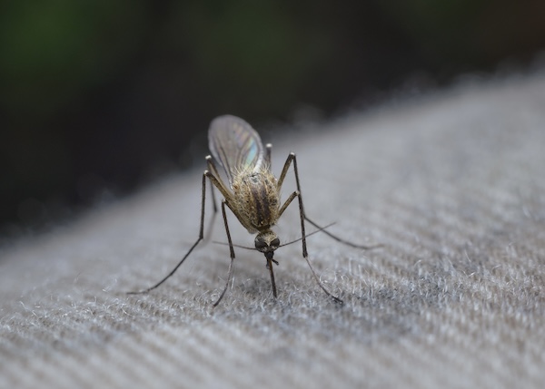 Mosquito Control Project By Buzz Kill Pest Control In Alliance Tx
