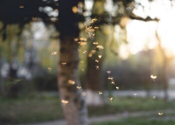 Mosquito Control Project By Buzz Kill Pest Control In Haslet Tx