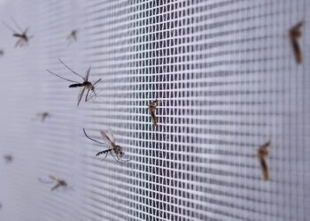 Mosquito Control Project By Buzz Kill Pest Control In Keller Tx