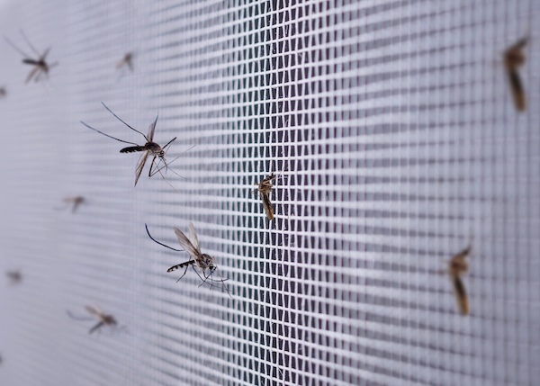 Mosquito Control Project By Buzz Kill Pest Control In Keller Tx