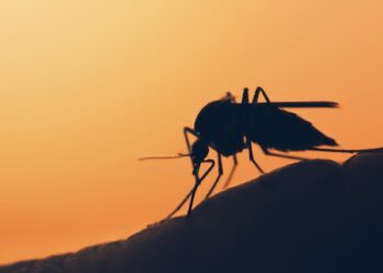 Mosquito Control Project By Buzz Kill Pest Control Near Me Keller Tx