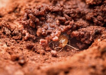 New Construction Termite Treatment Flower Mound Tx