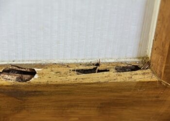 New Construction Termite Treatment Near Me Flower Mound Tx