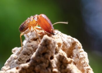 New Construction Termite Treatment North Fort Worth Tx