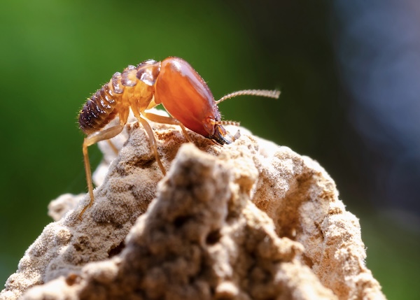 New Construction Termite Treatment North Fort Worth Tx
