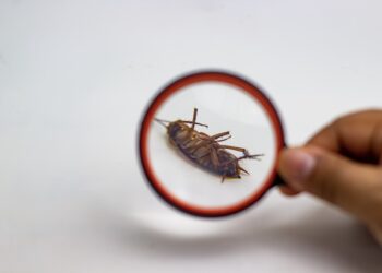 Pest Control Project By Buzz Kill Pest Control Near Me Alliance Tx