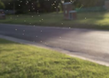 Pest Control Services By Buzz Kill Pest Control In Fairmount Tx