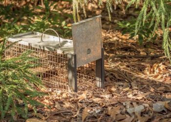 Pest Control Services Project By Buzz Kill Pest Control In Tanglewood Tx