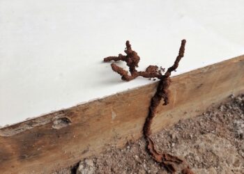 Professional New Construction Termite Treatment Services