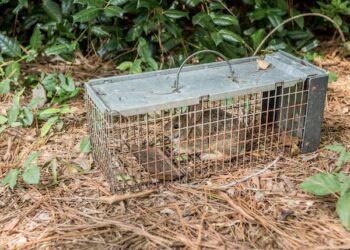 Professional Rodent Control Services By Buzz Kill Pest Control In Fort Worth