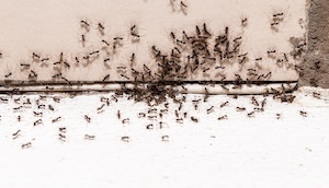 Ant Control Sb