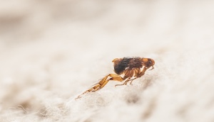 Flea Exterminator Sb