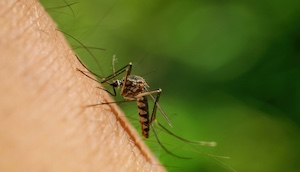 Mosquito Control Sb