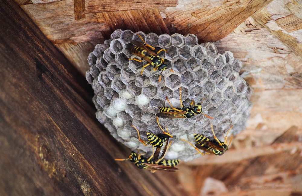 Pest Control Company Texas Wasp Nest