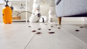 Roach Exterminator Sb