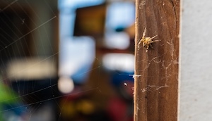 Spider Pest Control Sb
