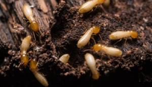 Termites Img Service