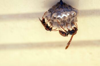 Wasp Removal Fort Worth TX