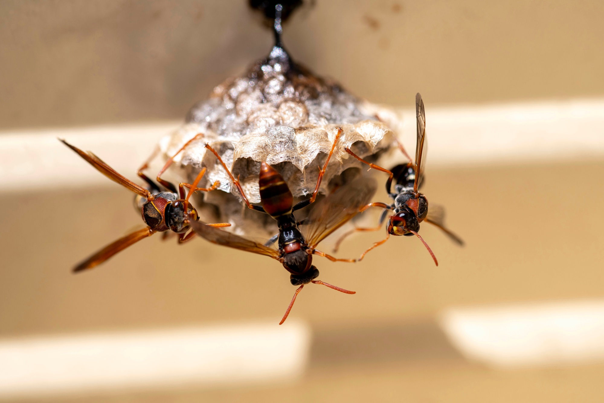 Wasp Removal North Richland Hills TX