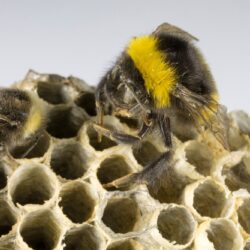 Wasp Removal Dallas TX