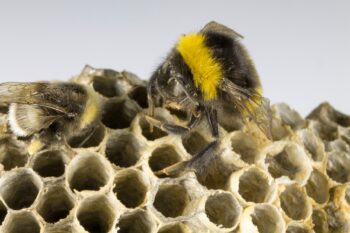 Wasp Removal Dallas TX