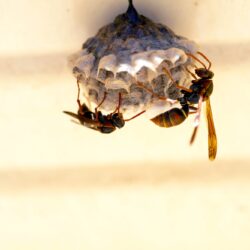 Wasp Removal Fort Worth TX