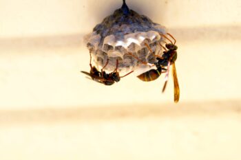 Wasp Removal Fort Worth TX