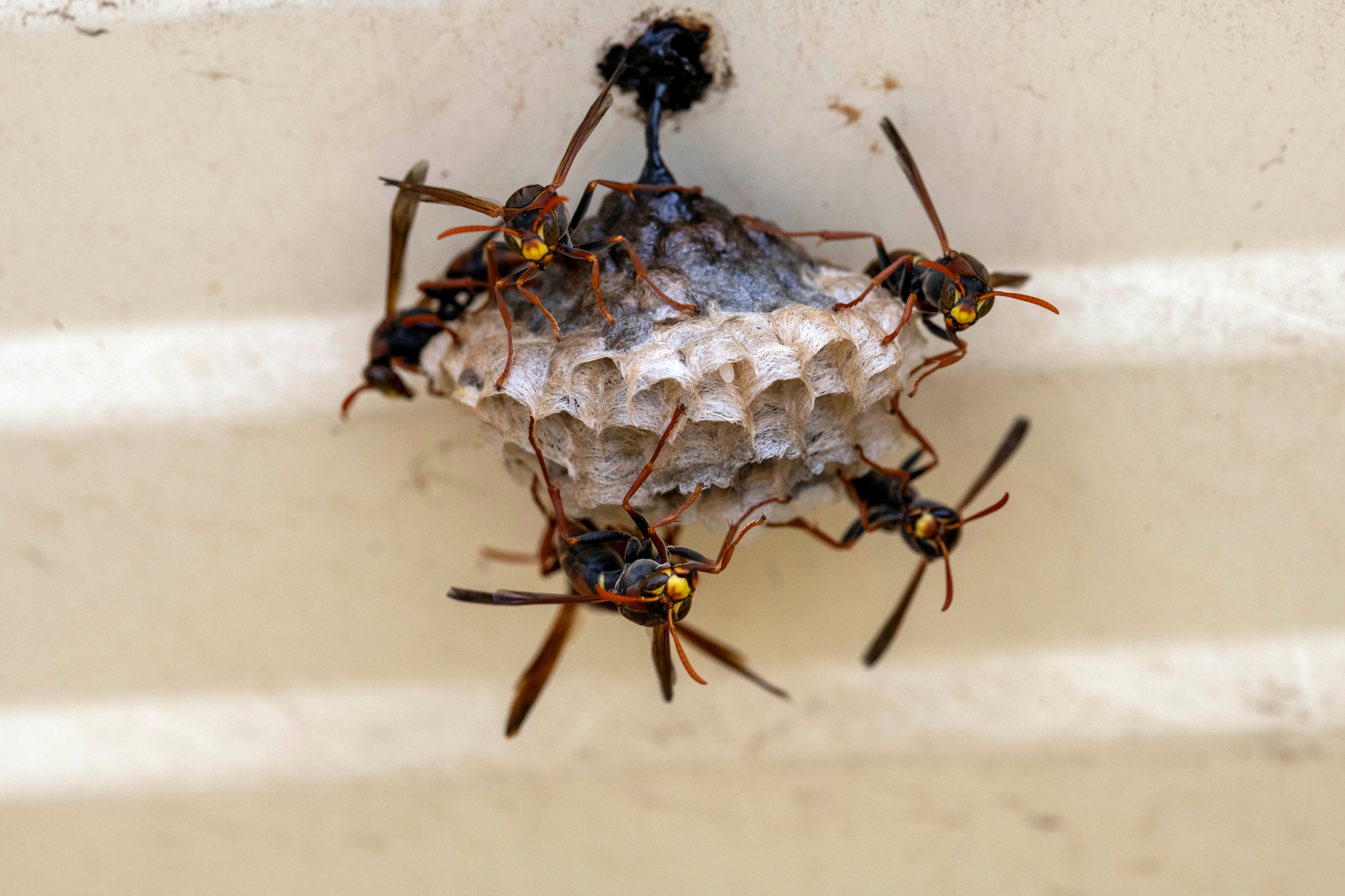 Wasp Removal North Richland Hills TX