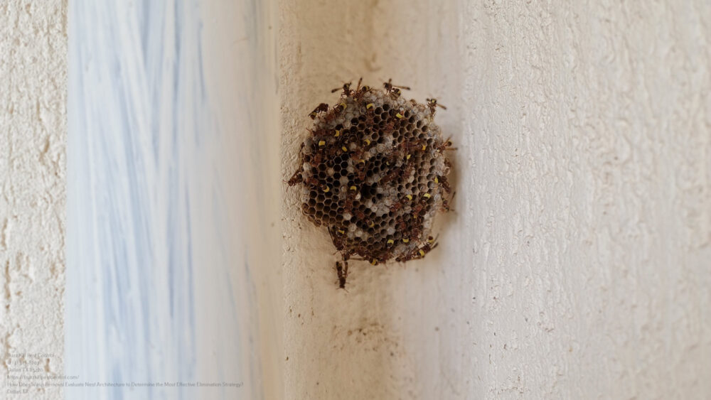 Wasp Removal near me Dallas TX