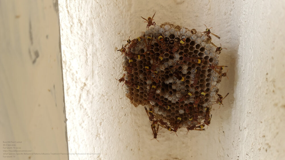 Wasp Removal near me Fort Worth TX