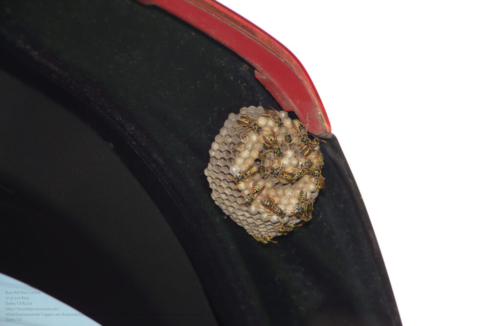 Wasp Removal near me Dallas TX