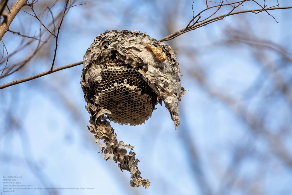 Wasp Removal near me Fort Worth TX