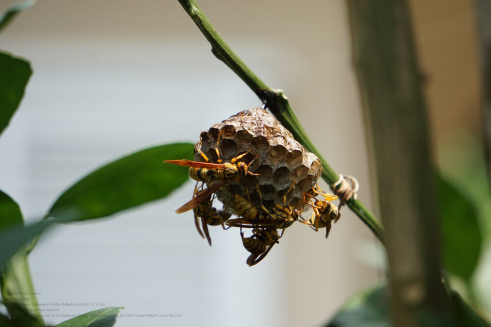 Wasp Removal near me North Richland Hills TX