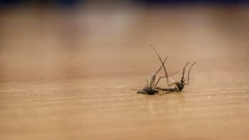 Mosquito Control North Fort Worth TX