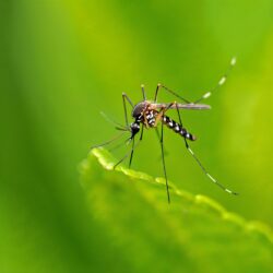 Mosquito Control North Richland Hills TX Mosquito Control North Richland Hills TX