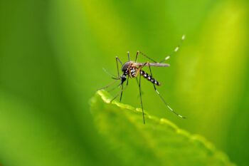 Mosquito Control North Richland Hills TX