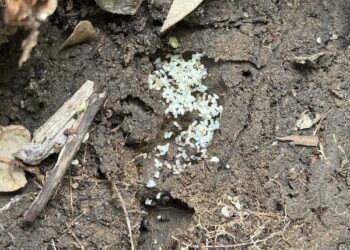 Pest Control Near Me Northlake TX