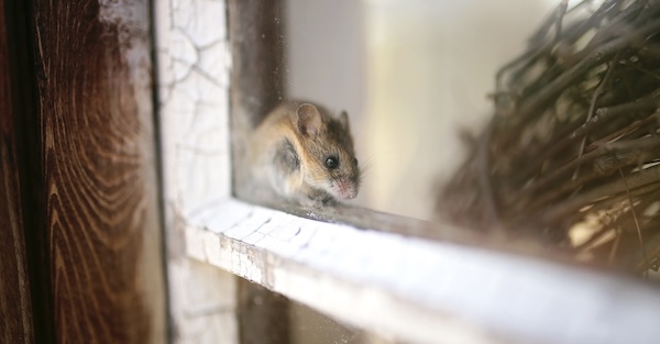 Rodent Control Flower Mound TX