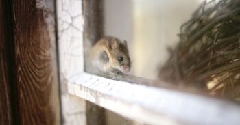 Rodent Control Justin TX